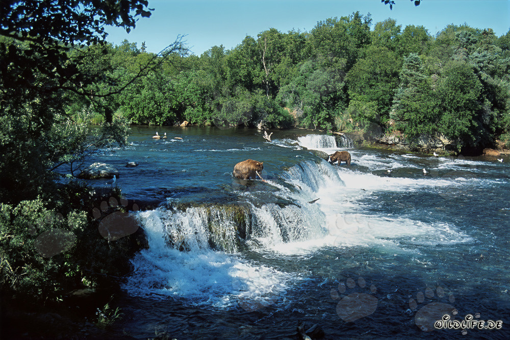 Braunbären und Lachse am majestätischen Wasserfall in Alaska