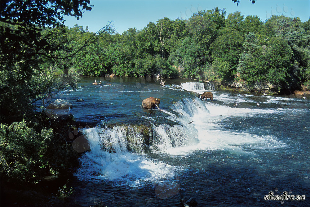 Brown Bears and Salmon at the Majestic Waterfall in Alaska