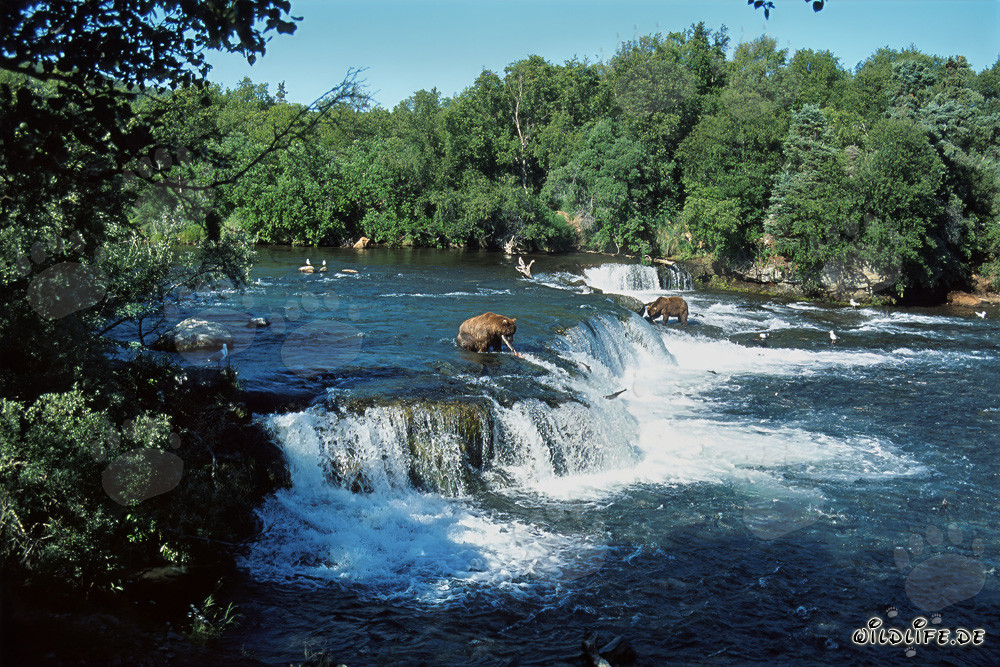 Osos pardos y salmones en la majestuosa cascada en Alaska