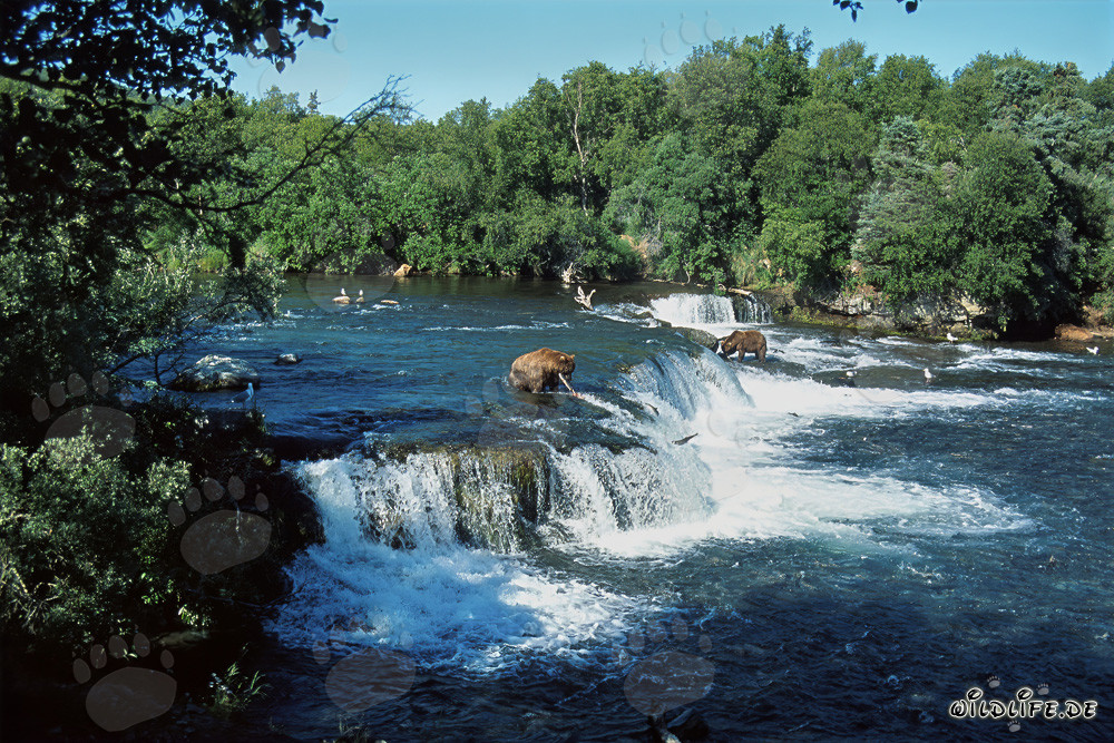 Ours bruns et saumons au majestueux cascade en Alaska