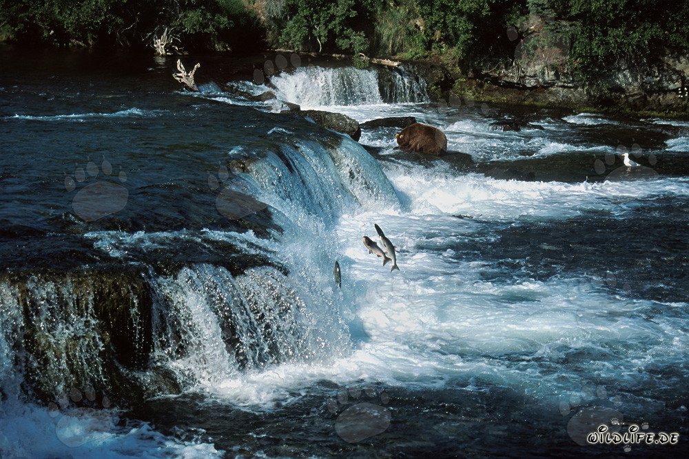 Brown bear watching jumping salmon at the majestic waterfall