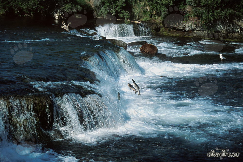 Orso bruno osserva i salmoni saltare alla maestosa cascata