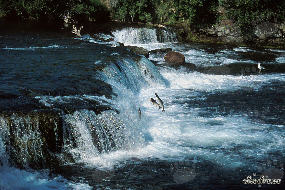 Oso pardo observa los salmones saltando en la majestuosa cascada