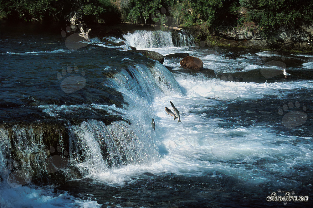 Ours brun observe les saumons sautant au majestueux cascade