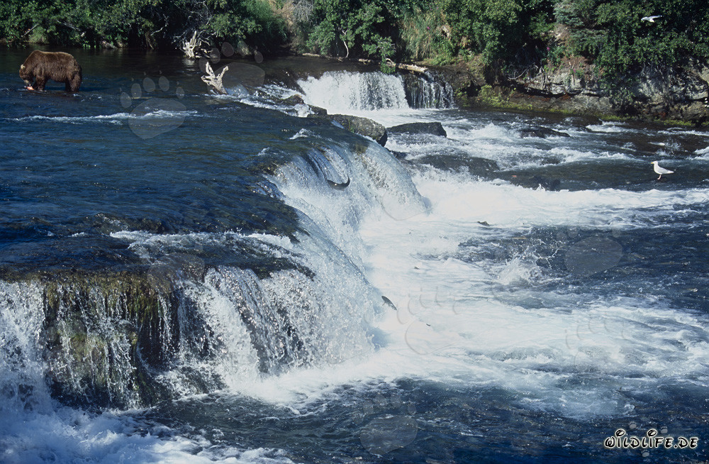 Maestoso cascata sul fiume Brooks