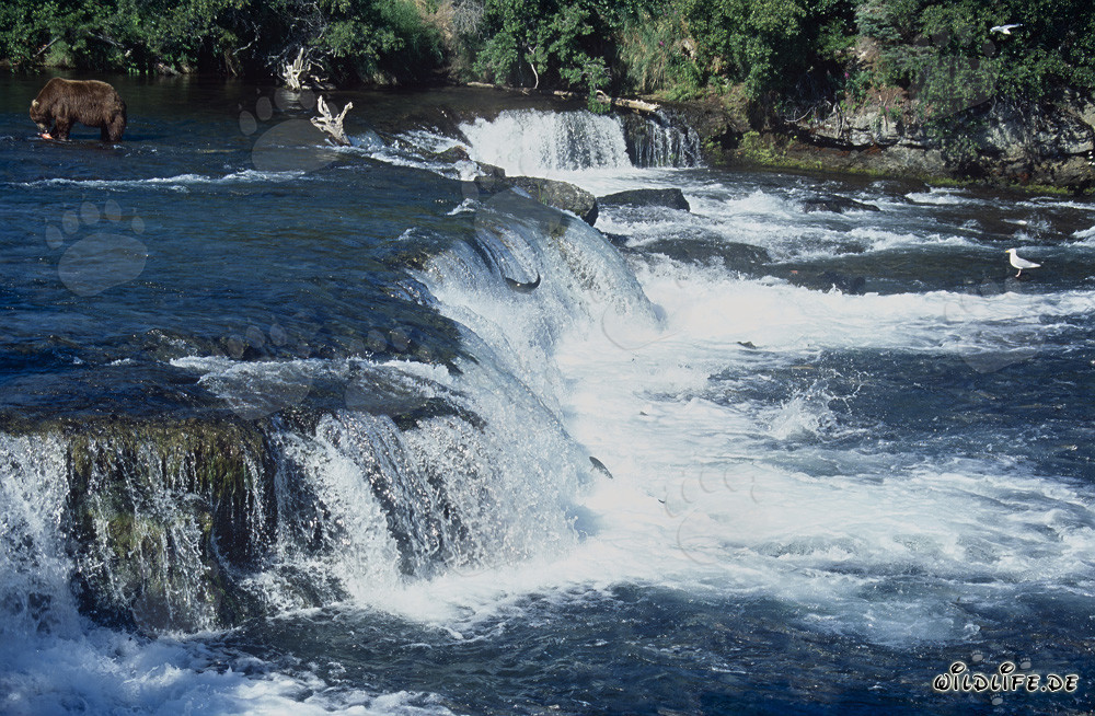 Chute d'eau majestueuse à Brooks River