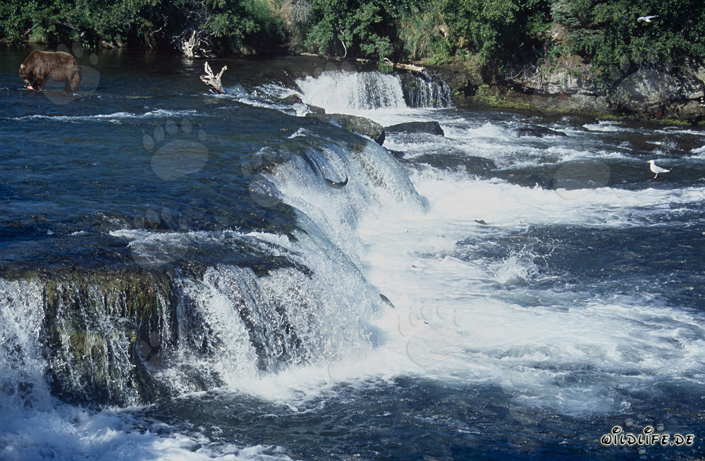 Majestätischer Wasserfall am Brooks River