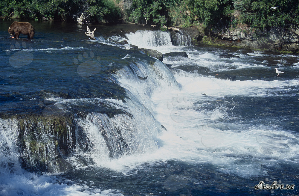 Majestic Waterfall at Brooks River