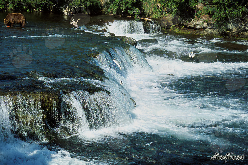 Ours brun majestueux lors de la montée du saumon à la cascade