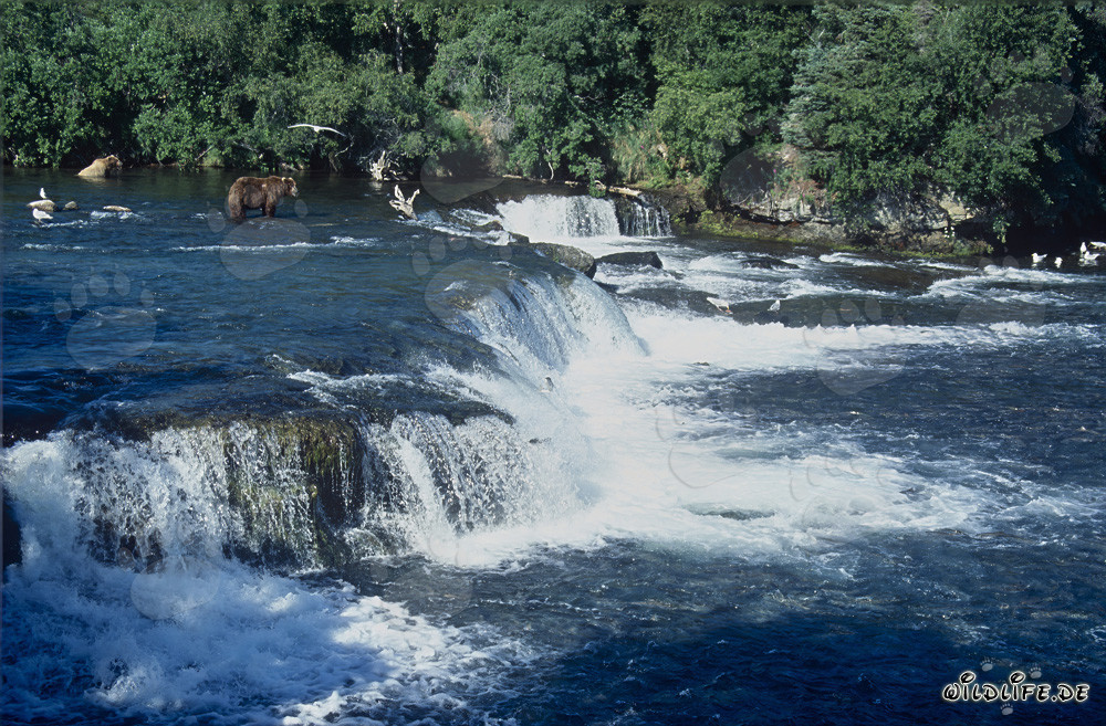 Picturesque Waterfall at Brooks River