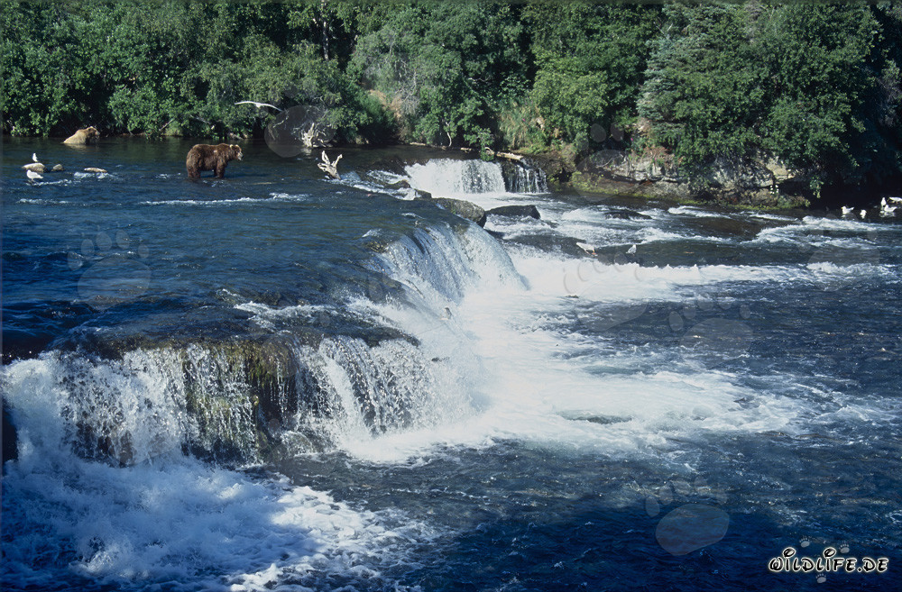 Cascada pintoresca en el río Brooks