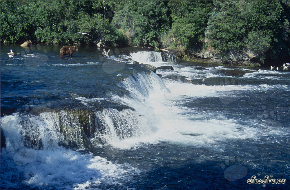 Cascata pittoresca sul fiume Brooks