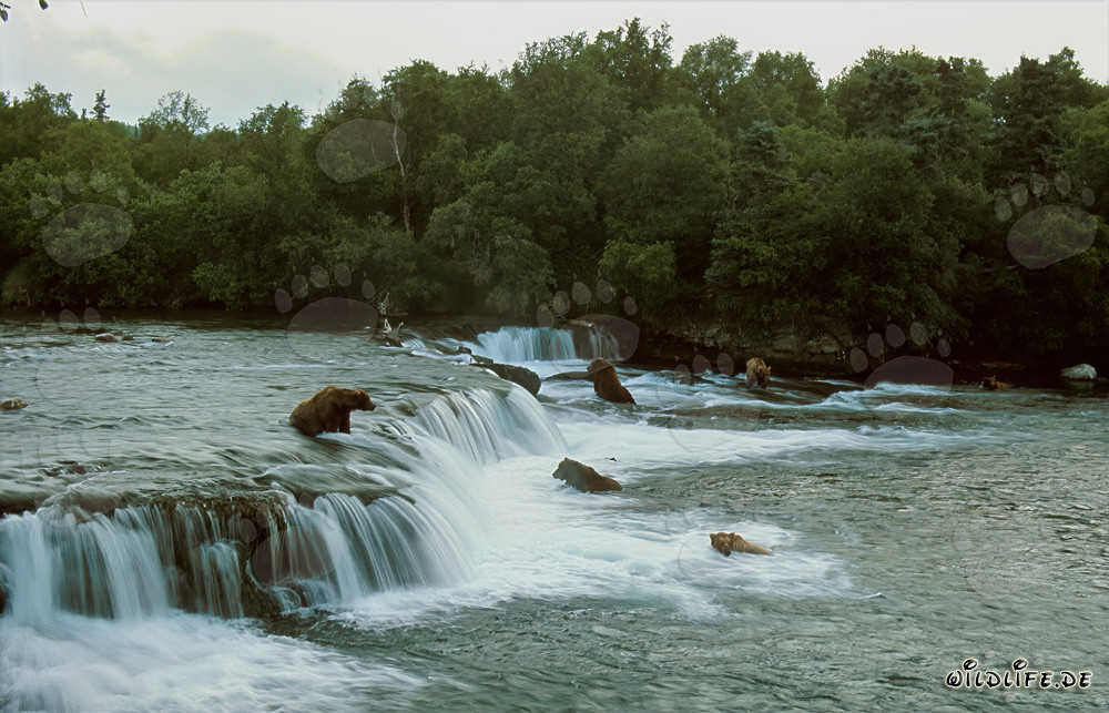 Gefahr für Lachse: Braunbären am Brooks River Wasserfall