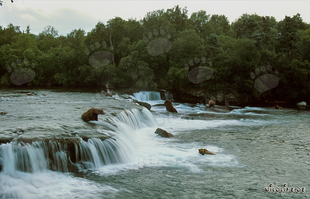 Danger for Salmon: Brown Bears at Brooks River Waterfall