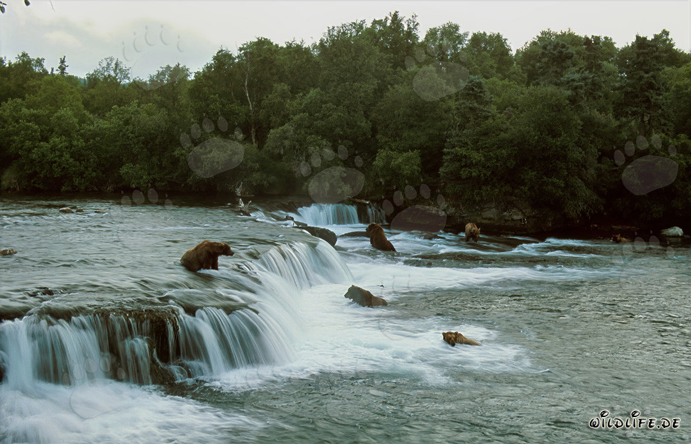 Pericolo per i salmoni: Orsi bruni alla cascata del fiume Brooks