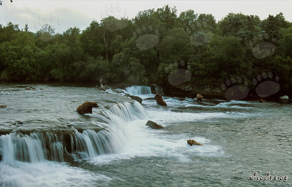 Peligro para los salmones: Osos pardos en la cascada del río Brooks