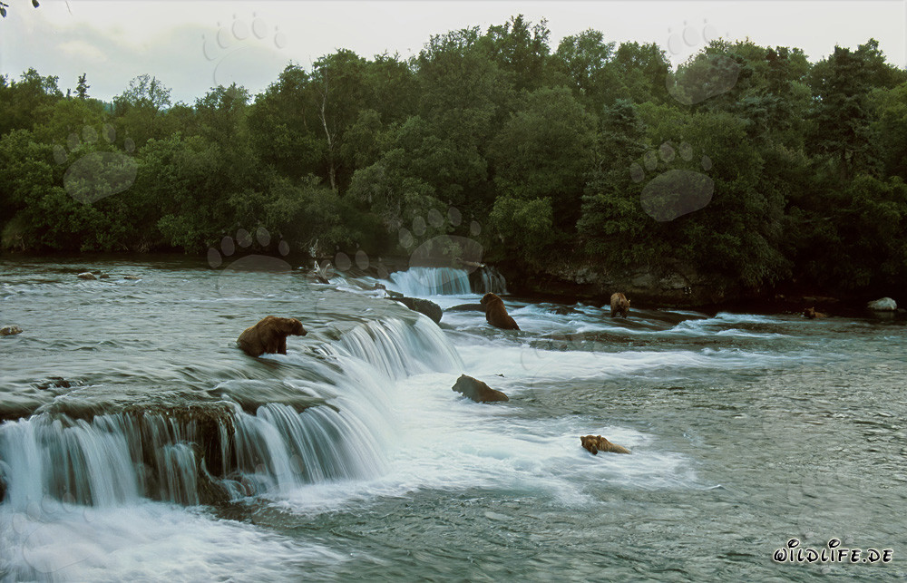 Danger pour les saumons : Ours bruns au cascade de Brooks River