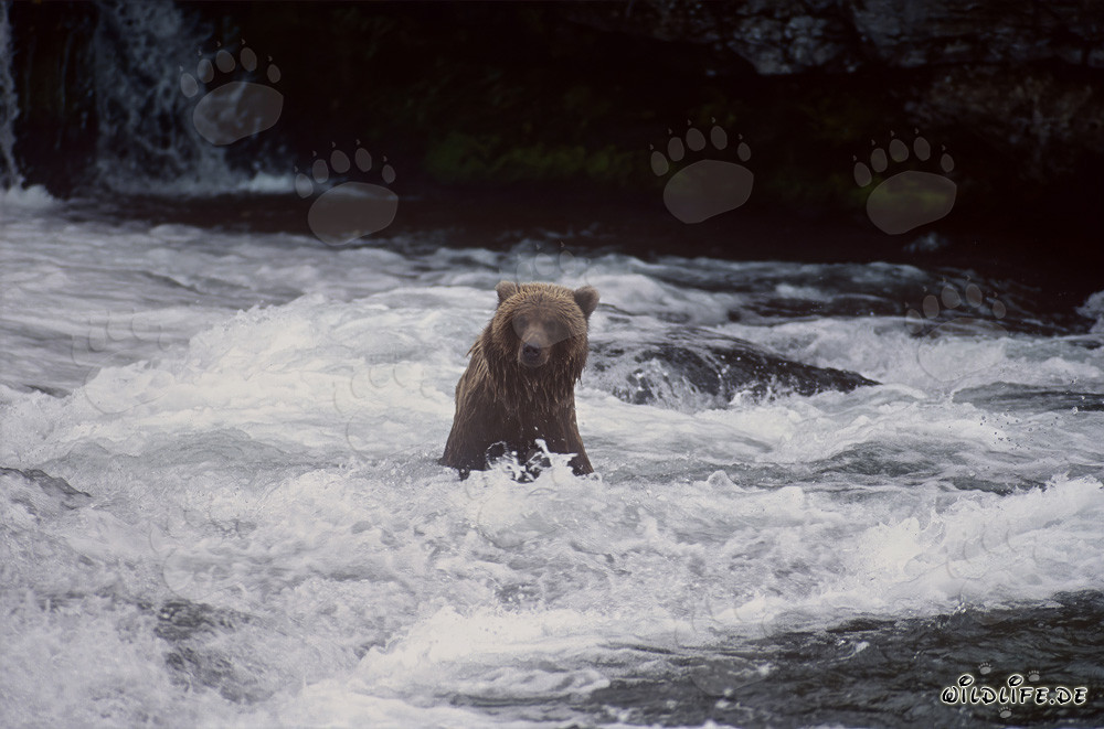 Braunbär beim Lachsfang am malerischen Wasserfall