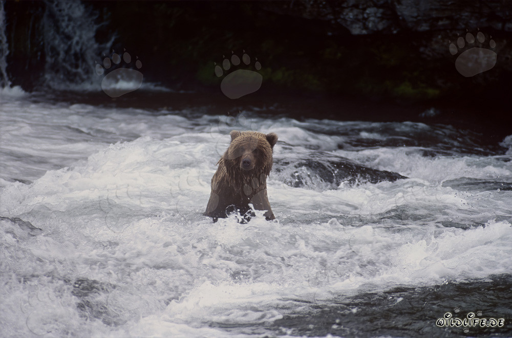 Brown bear catching salmon at a picturesque waterfall