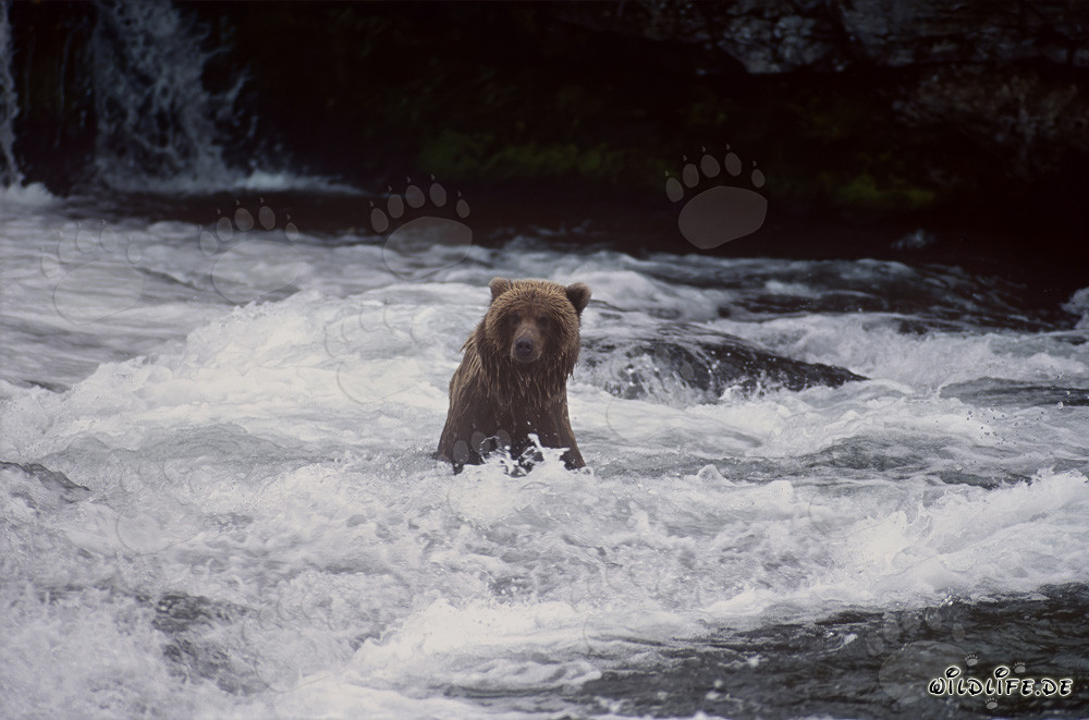 Orso bruno che pesca salmoni presso una pittoresca cascata