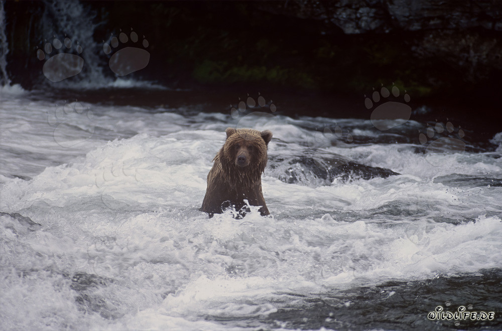 Oso pardo pescando salmones en una pintoresca cascada