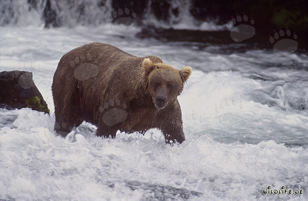 Braunbär auf der Suche nach Lachsen am malerischen Wasserfall