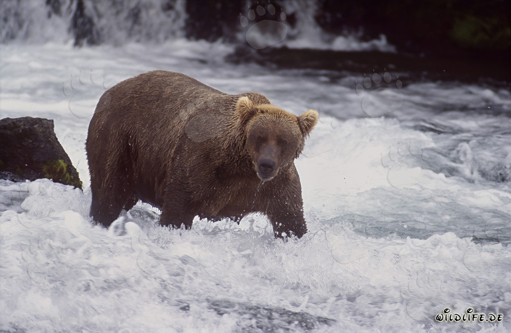 Orso bruno alla ricerca di salmoni alla pittoresca cascata