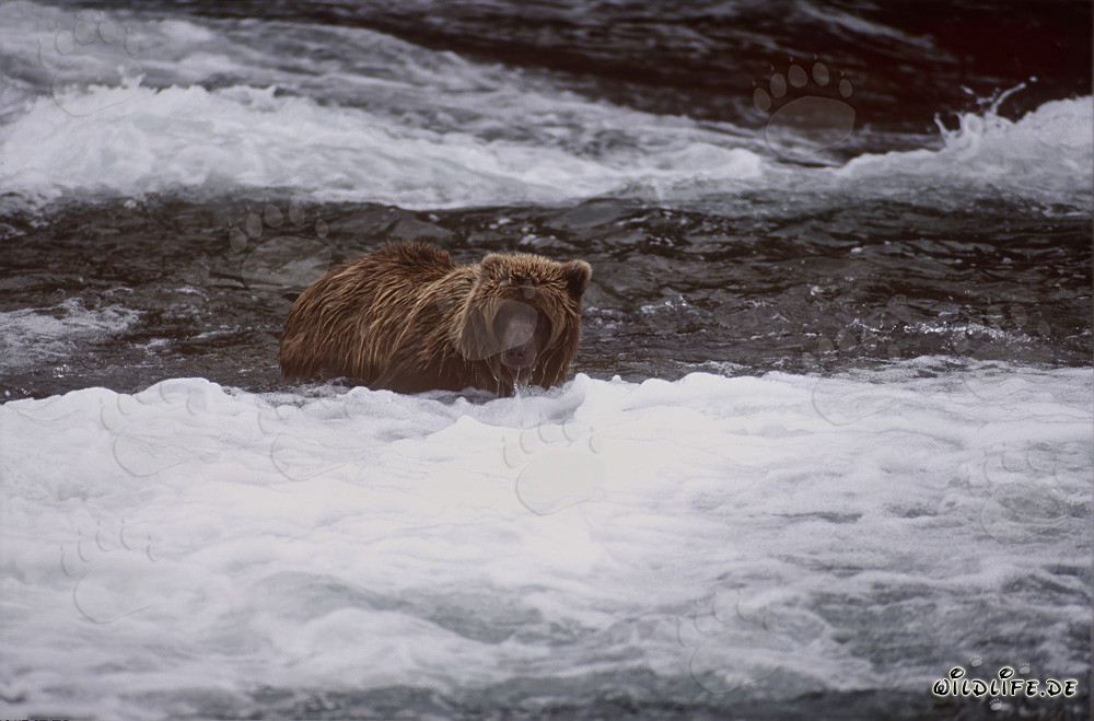 Brown bear observes salmon below the picturesque waterfall in autumn