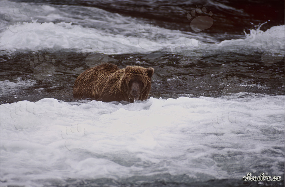 Orso bruno osserva i salmoni sotto la cascata idilliaca in autunno
