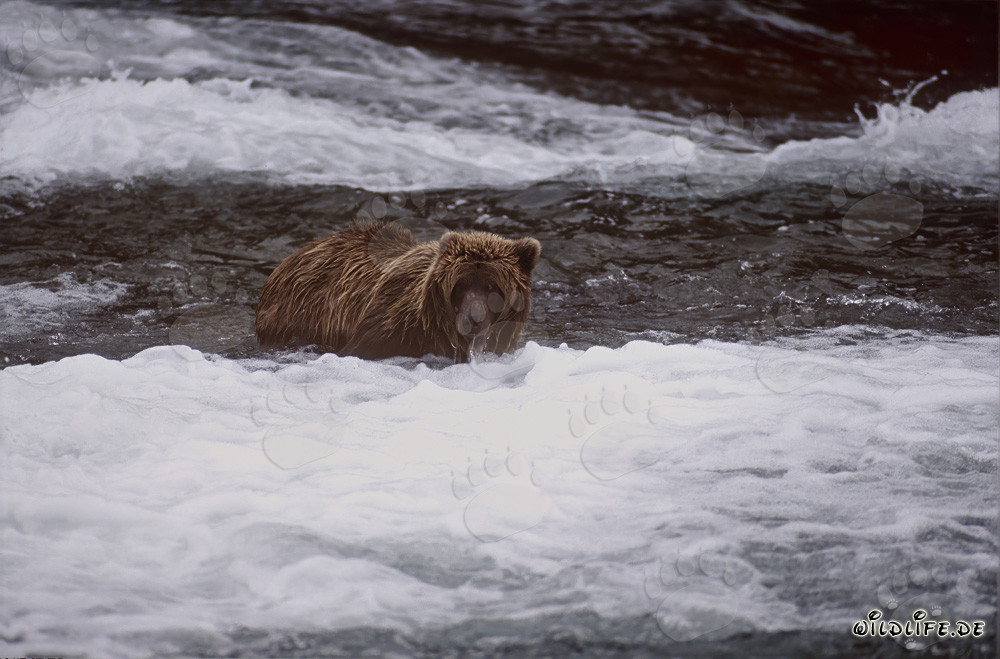 Oso pardo observando salmones debajo de la cascada idílica en otoño