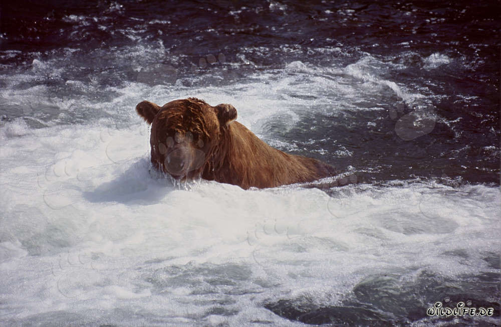 Brown Bear Catching Salmon at Majestic Waterfall