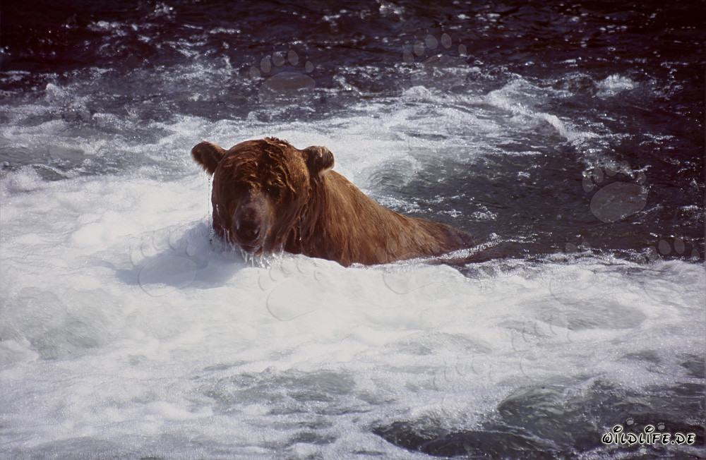 Ours brun attrape du saumon au majestueux cascade