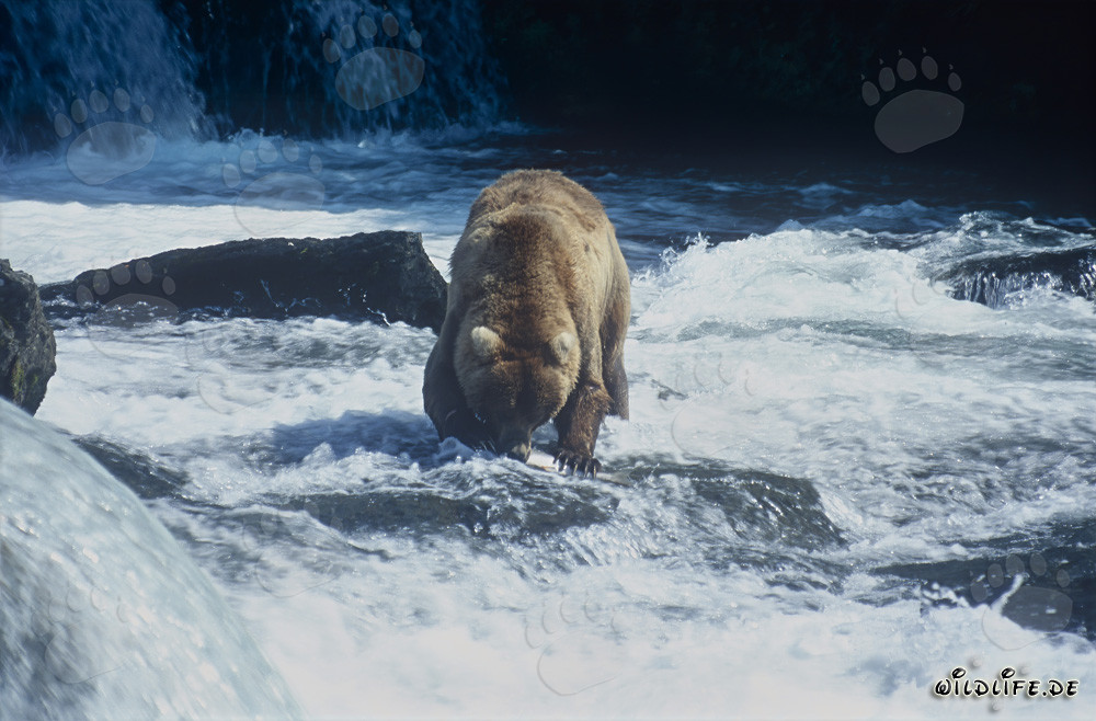 Orso bruno che pesca salmoni alle cascate di Brooks in Alaska