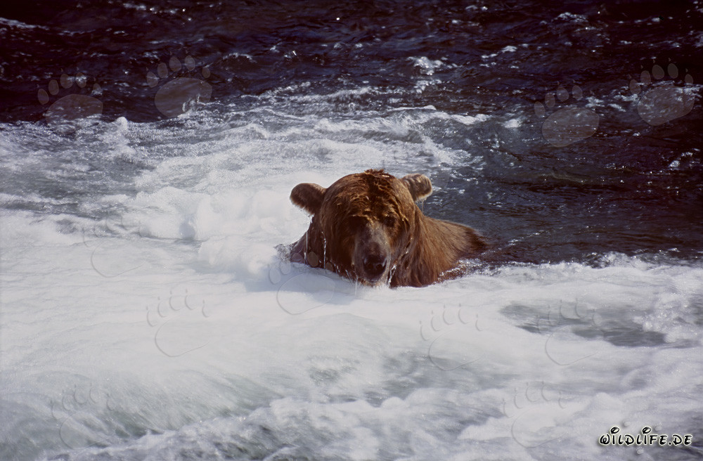 Braunbär taucht unterhalb des Wasserfalls nach Lachsen auf