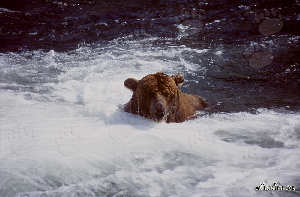 Brown bear dives below the waterfall in search of salmon