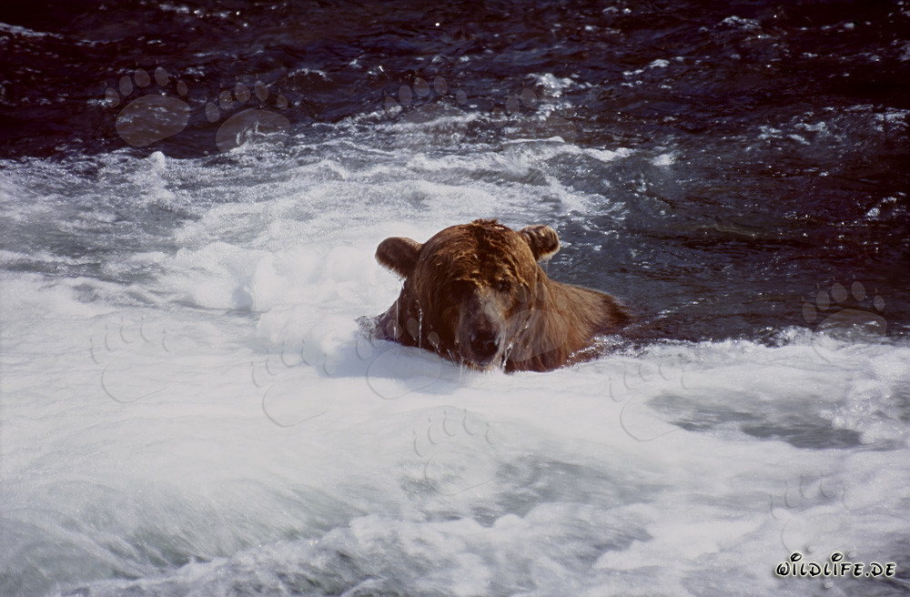 Oso pardo se sumerge debajo de la cascada para atrapar salmones