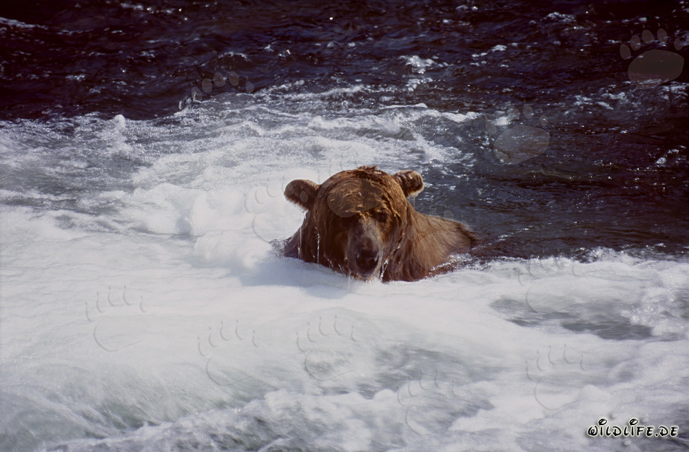Ours brun plonge sous la cascade pour attraper des saumons