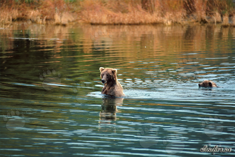 Braunbärin mit Jungbär beim Schwimmen im flachen Wasser