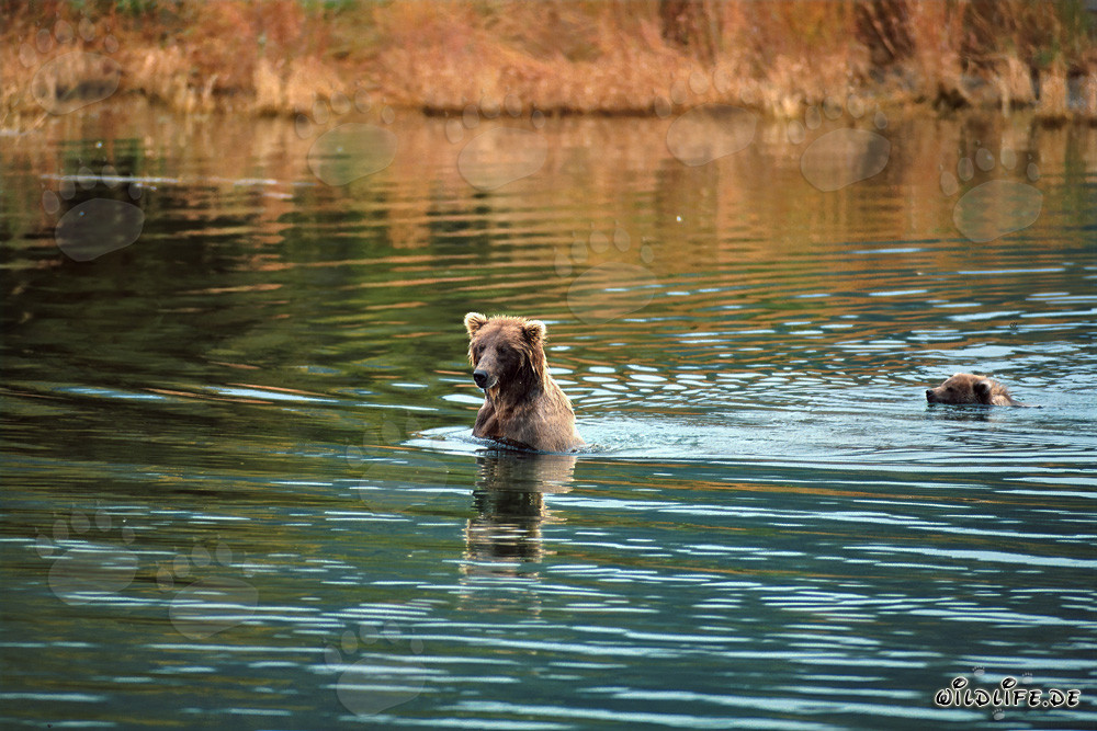Sow with her cub swimming in shallow water