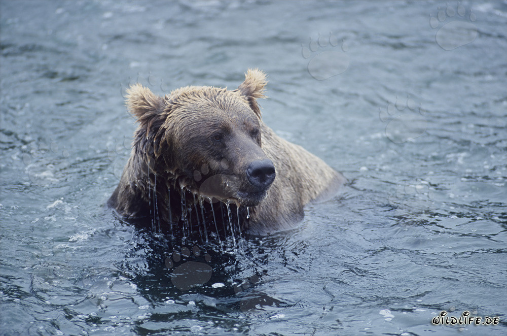 Braunbär beim Lachsfischen im Fluss - Majestätische Wildtieraufnahme