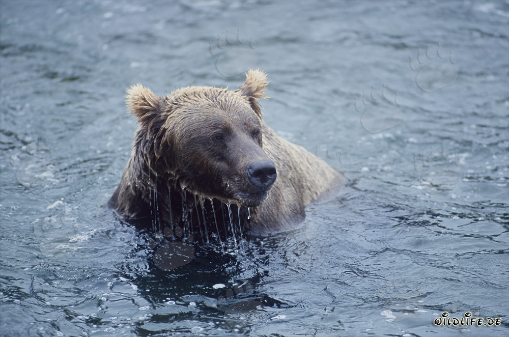 Brown Bear Fishing for Salmon in River - Majestic Wildlife Shot