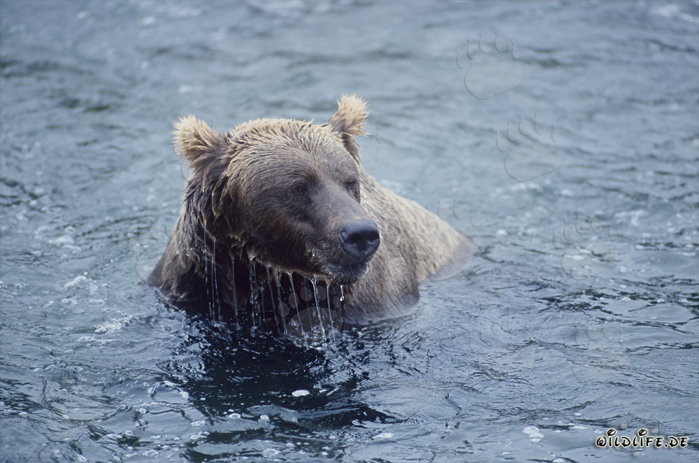 Orso bruno che pesca il salmone nel fiume - Scatto maestoso di animali selvatici