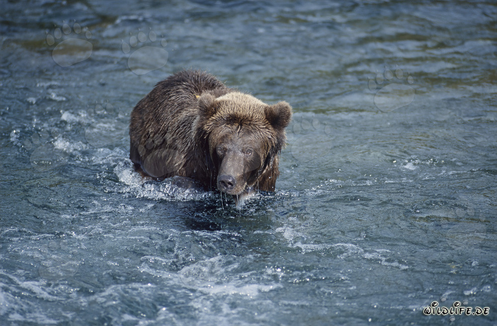 Majestätischer Braunbär fängt Lachs im wilden Fluss