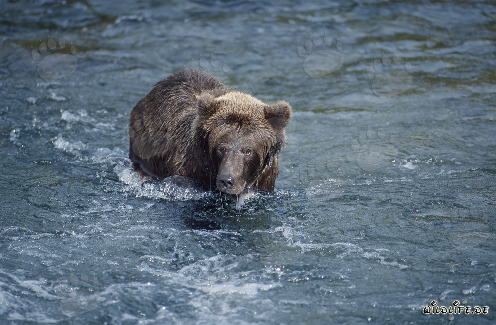 Maestoso orso bruno cattura salmoni in un fiume selvaggio
