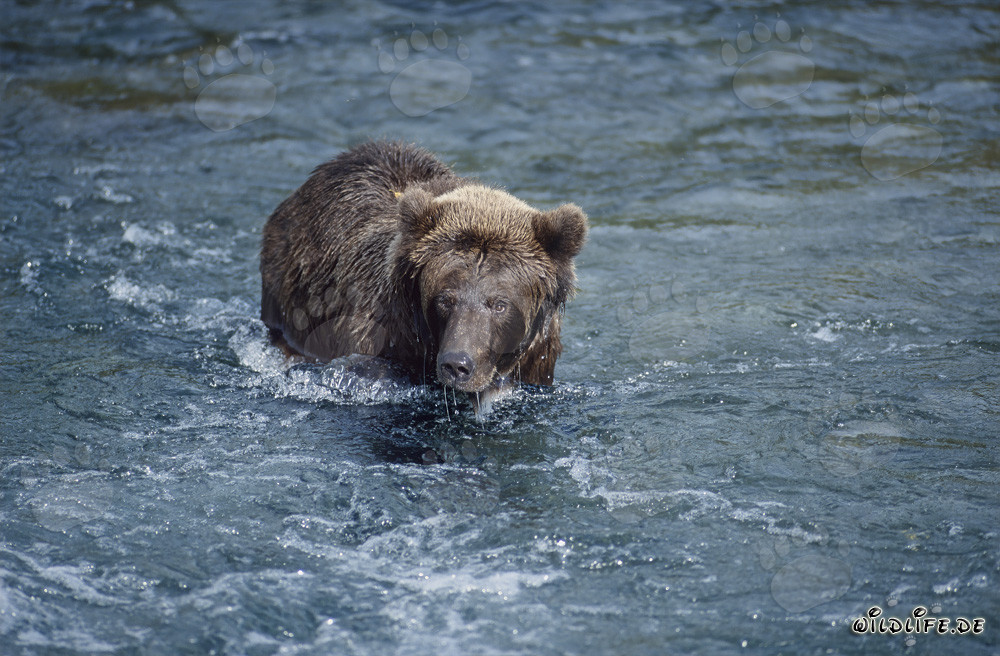 Ours brun majestueux attrape du saumon dans une rivière sauvage