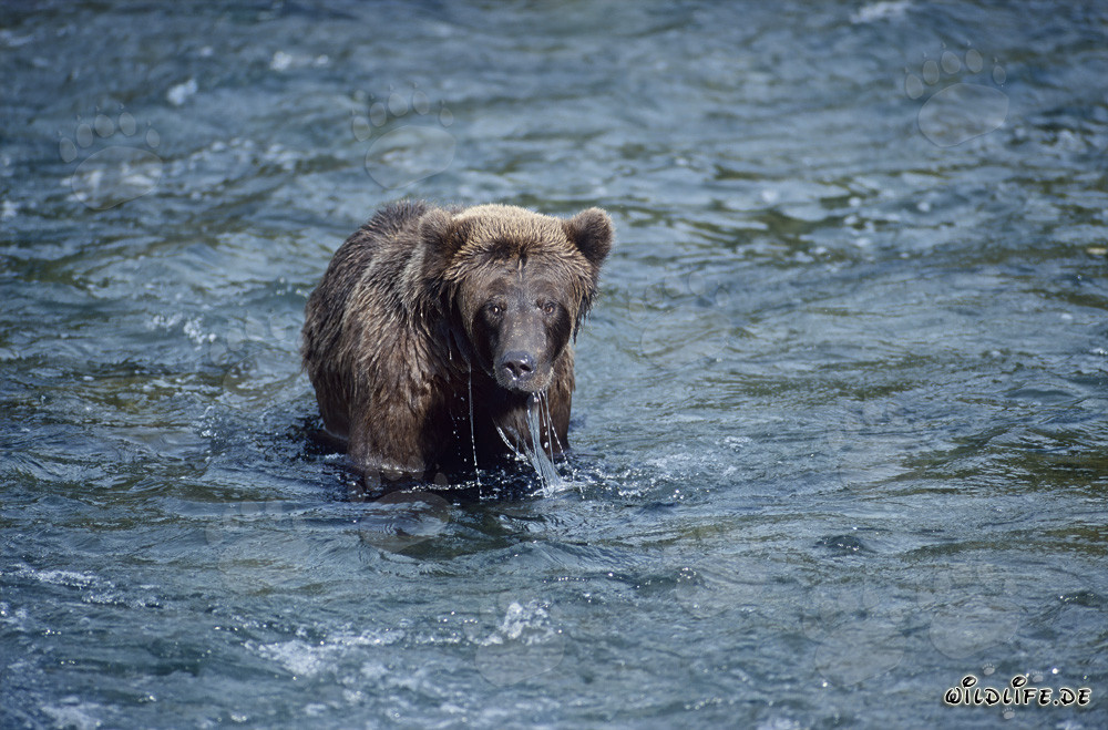 Brown bear skillfully hunting for salmon in Brooks River, Alaska