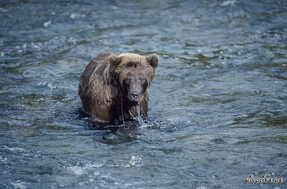 Orso bruno caccia abilmente i salmoni nel fiume Brooks, Alaska