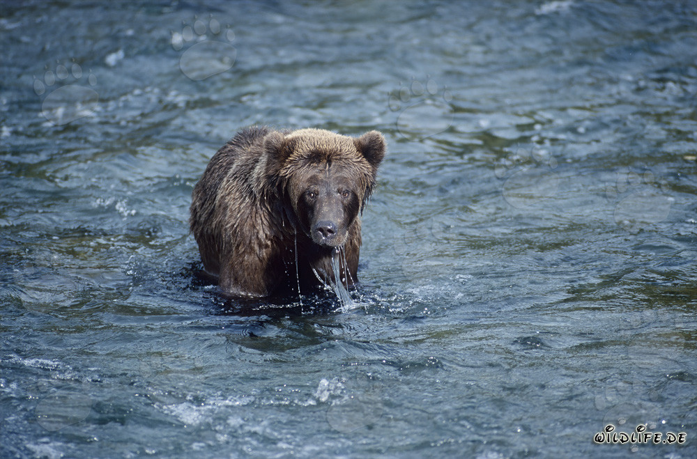 Oso pardo acechando hábilmente los salmones en el río Brooks, Alaska