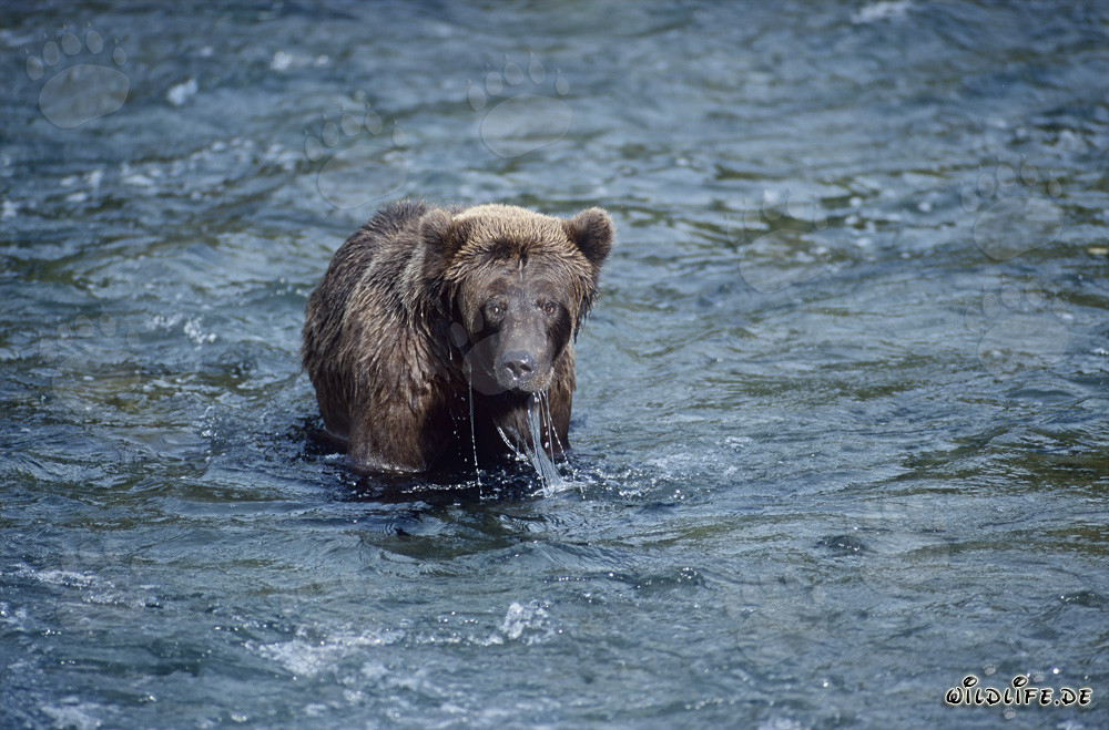 Ours brun chasse habilement les saumons dans la rivière Brooks, Alaska