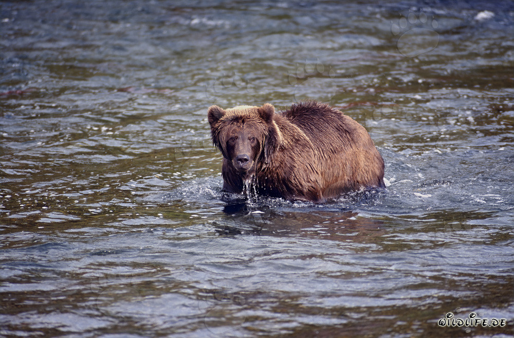 Braunbär beim Lachsfischen im Brooks River